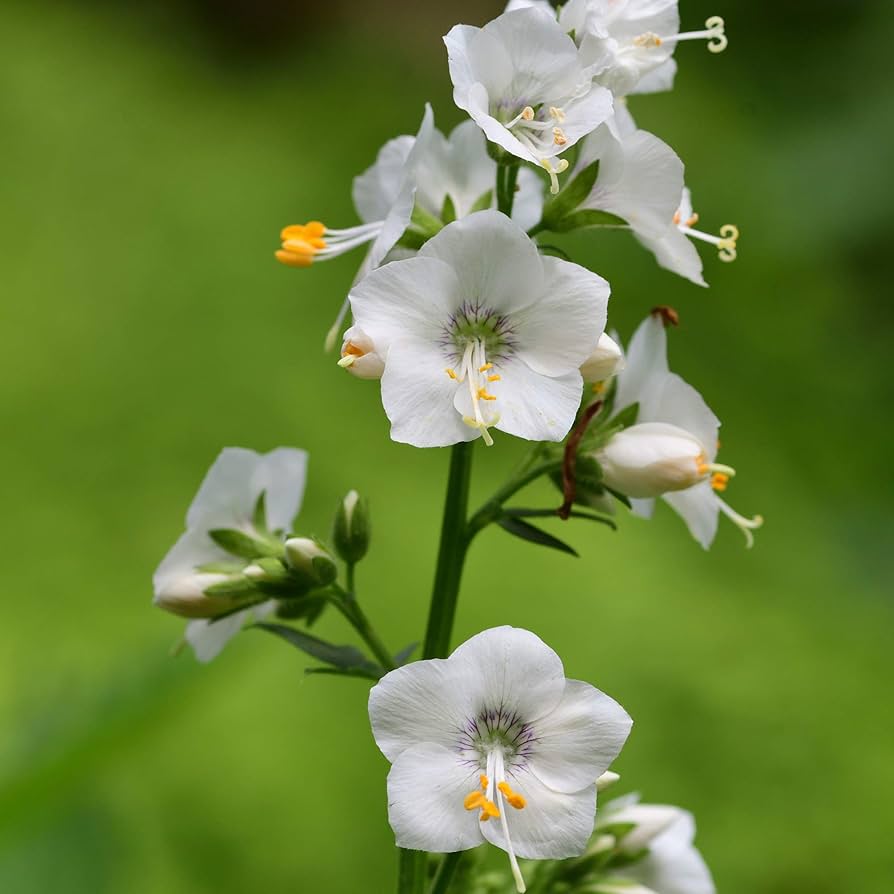 White Jacob’s Ladder Polemonium caeruleum Seeds for Planting perennial border alpine bed
