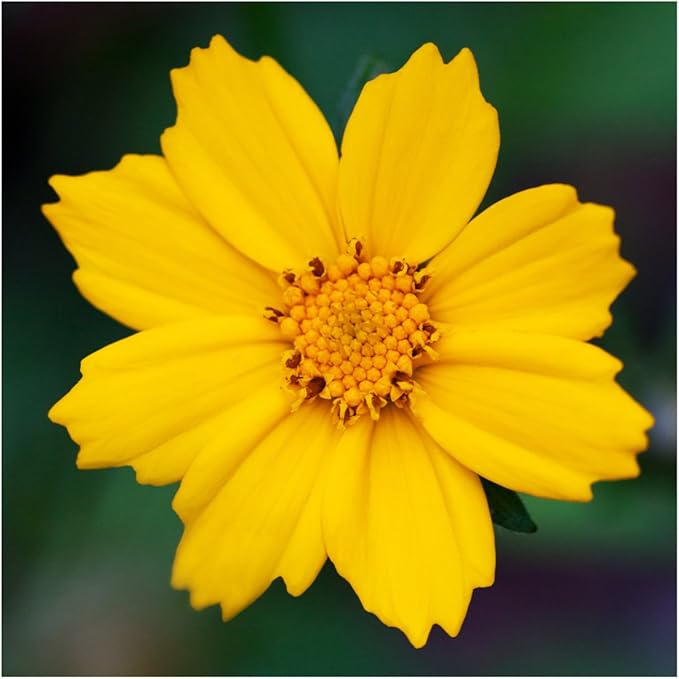 Coreopsis Coreopsis spp Flower Seeds for Planting in Flower Bed