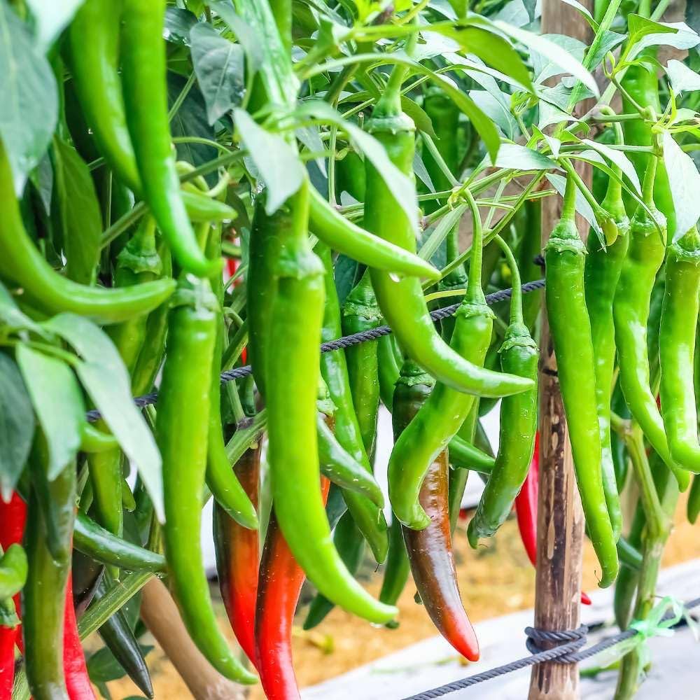 Organic Chili Pepper Seeds Capsicum annuum for planting in vegetable patch