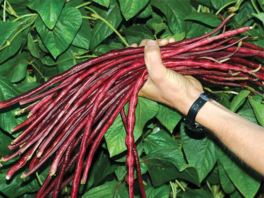 Maroon Yardlong Bean Seeds for Planting
