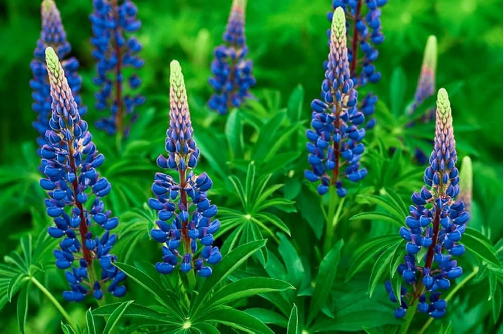 Purple Arroyo Lupine Flower seeds for Planting - Premium Quality, Heirloom & GMO Free Seeds for Home Garden