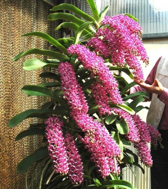 White Violet Cymbidium Flower seeds for Planting - Vibrant Colors, Heirloom & GMO Free Seeds for Home Garden