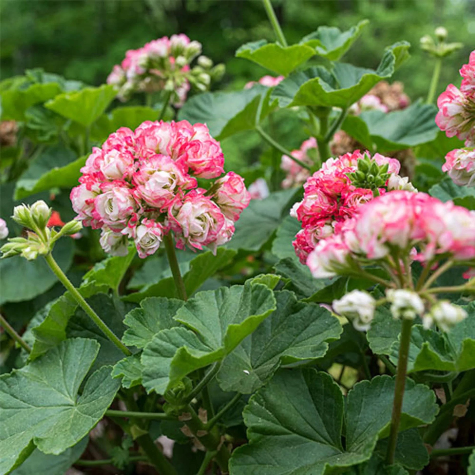 Geranium Apple Blossom Flower seeds for Planting - Vibrant Colors, Heirloom & GMO Free Seeds for Home Garden
