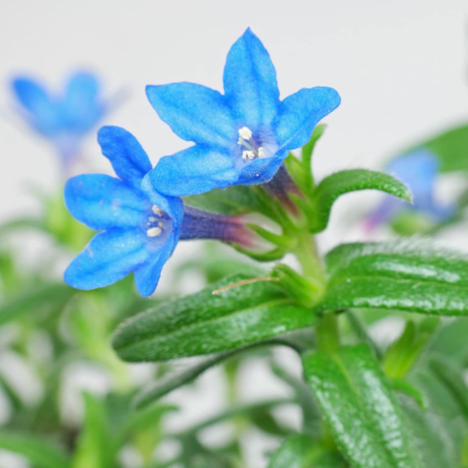Glandora Diffusa Seeds Lithodora Perennial Hardy Low Maintenance Attracts Butterflies Ground Cover