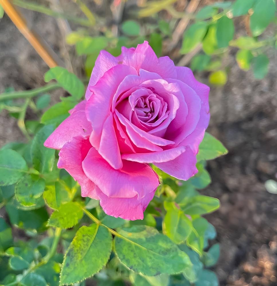 Barbara Streisand Rose Seeds for Planting Rosa hybrid for flower beds and urban gardens