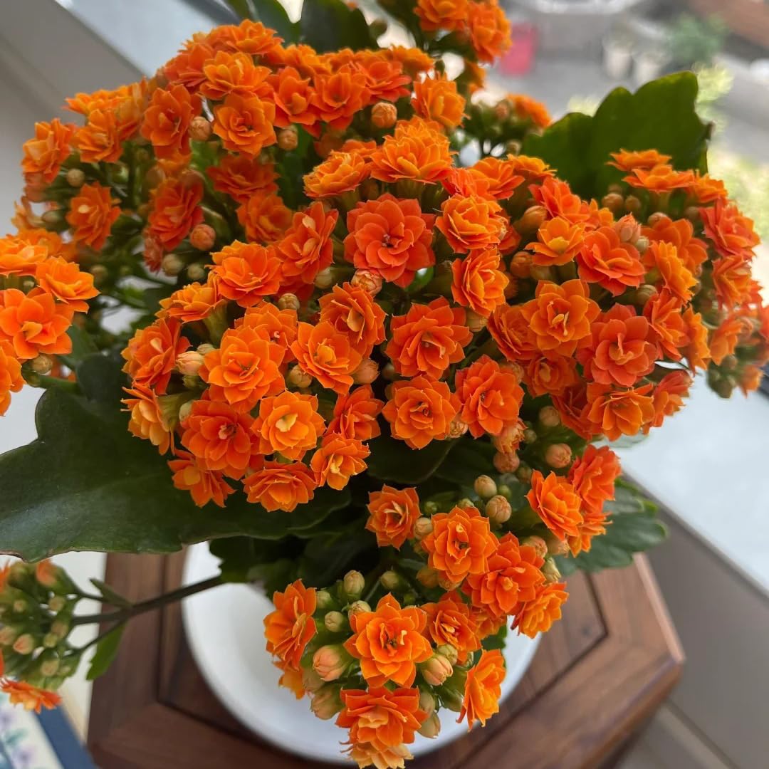 Kalanchoe Red Orange Flower seeds for Planting - Pollinator Friendly, Heirloom & GMO Free Seeds for Home Garden
