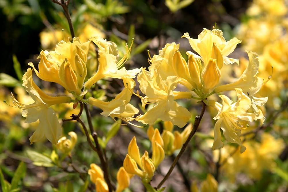 Yellow Rhododendron Rhododendron spp. Seeds for Planting - Perfect for Flower Bed & Shade Garden
