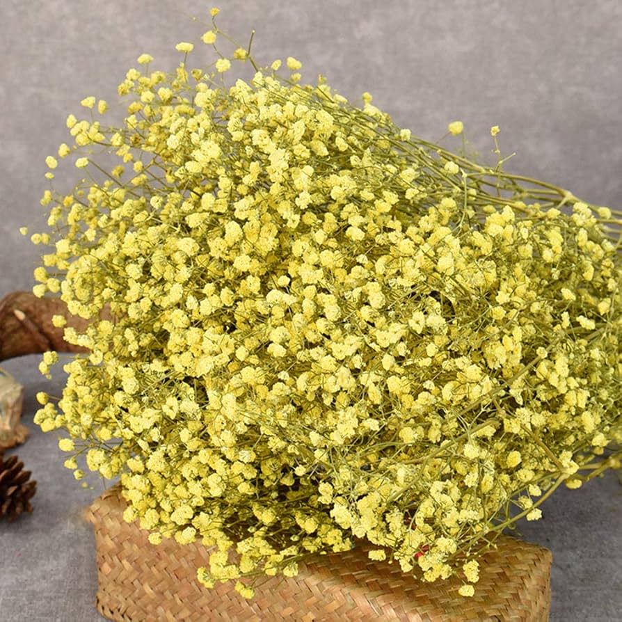 Gypsophila Yellow Flower seeds for Planting - Low Maintenance, Heirloom & GMO Free Seeds for Home Garden