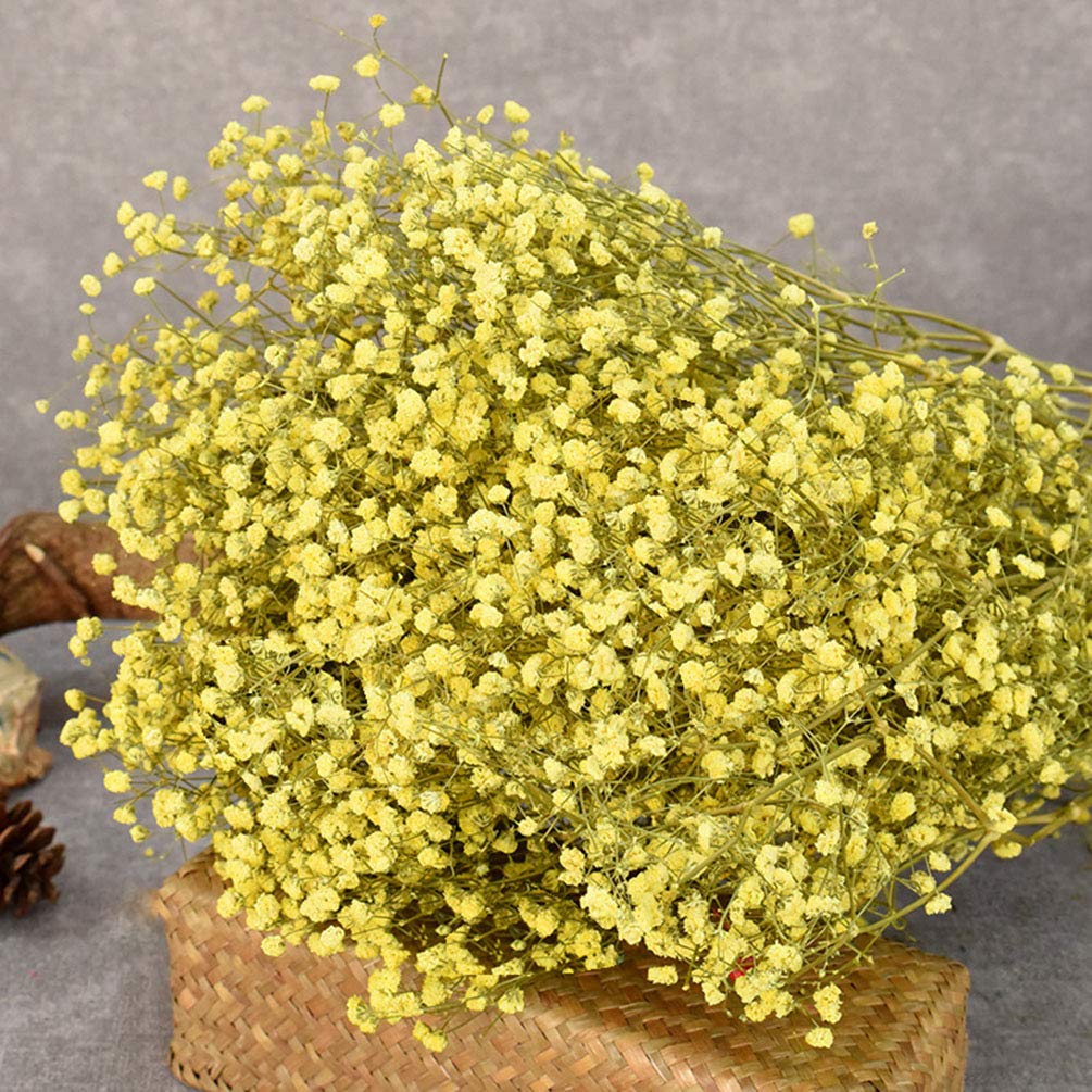 Light Yellow Gypsophila Flower seeds for Planting - Vibrant Colors, Heirloom & GMO Free Seeds for Home Garden