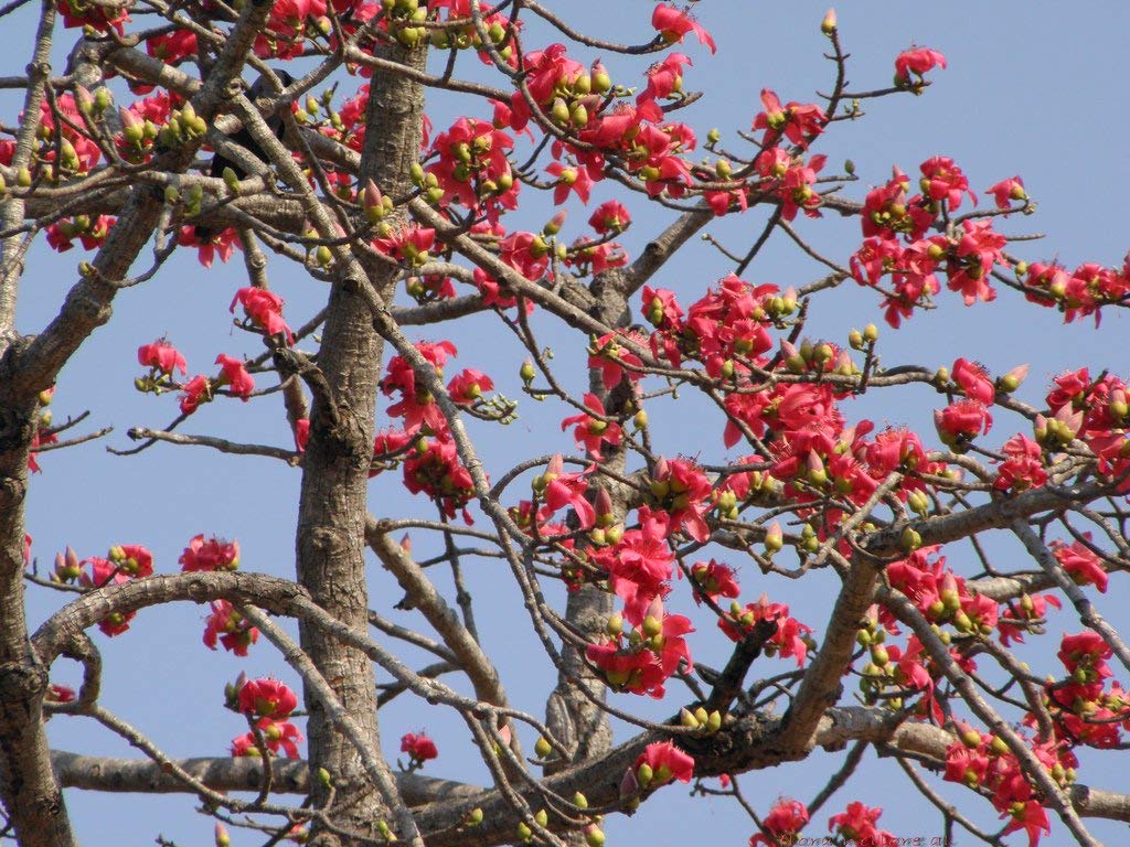 Red Cotton Tree Seeds (Bombax ceiba) – Unique, Tropical Red Flowering Tree for Landscaping