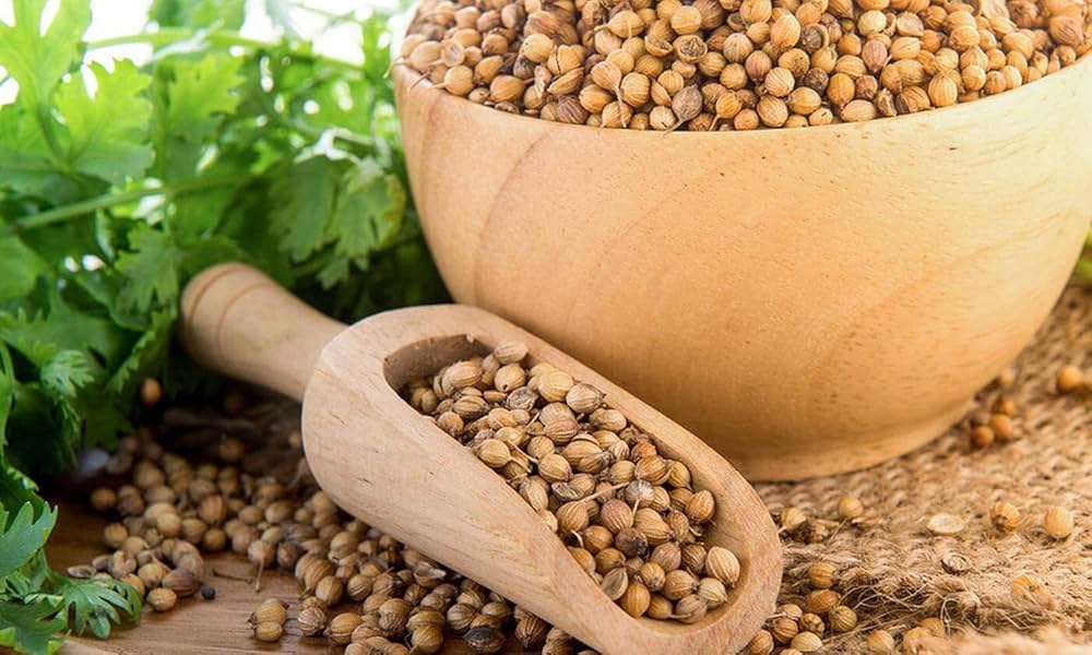Pallas Coriander Coriandrum Sativum Seeds for Planting - Perfect for Herb Garden & Vegetable Patch