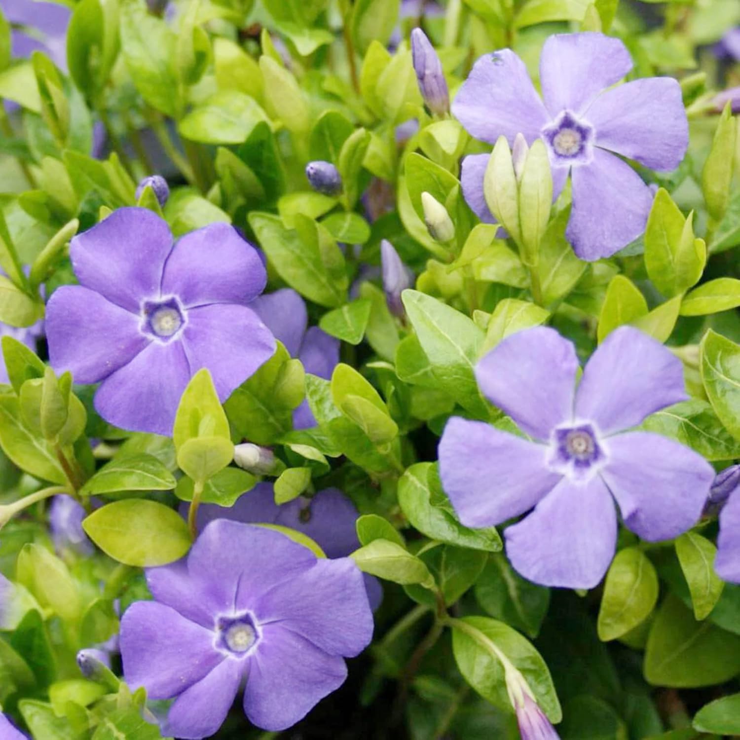 Periwinkle Seeds Low-Growing Evergreen Perennial Ground Covers Drought Tolerant Attracts