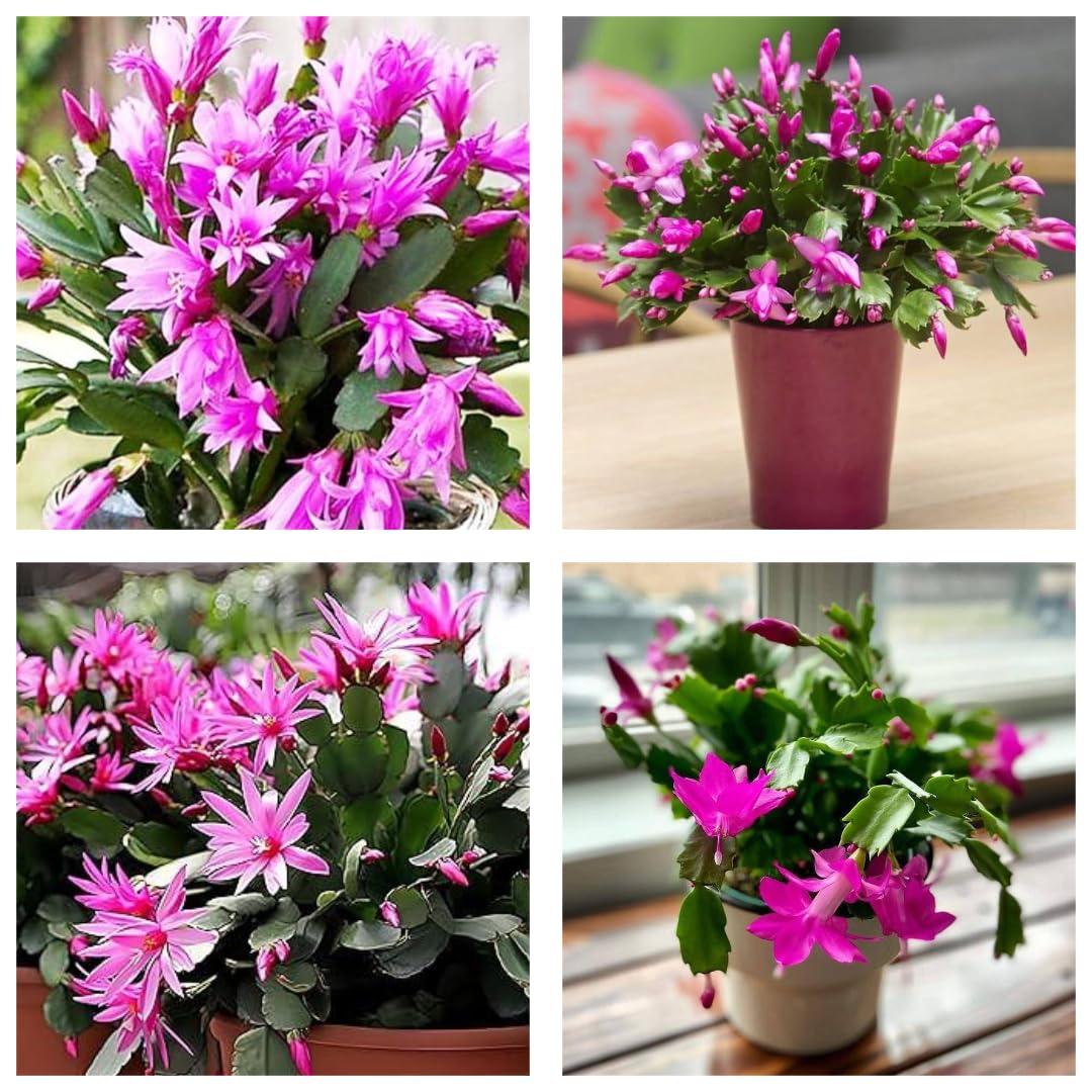 Zygocactus Truncatus Dark Pink Flower Seeds for Planting in Gardens - Easy to Grow Flowering Cactus Seeds