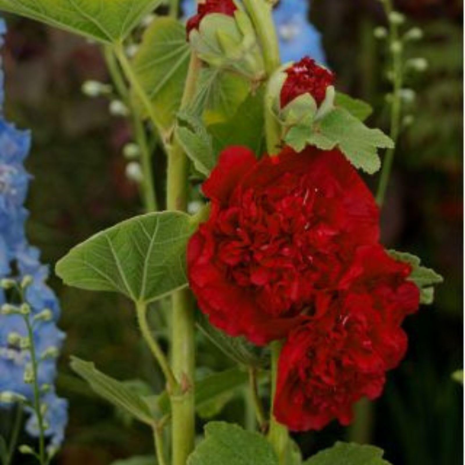 Orange Hollyhock Alcea rosea flower seeds for planting in flower beds, from Evergrowseeds, showing vibrant blooms and seed packets.
