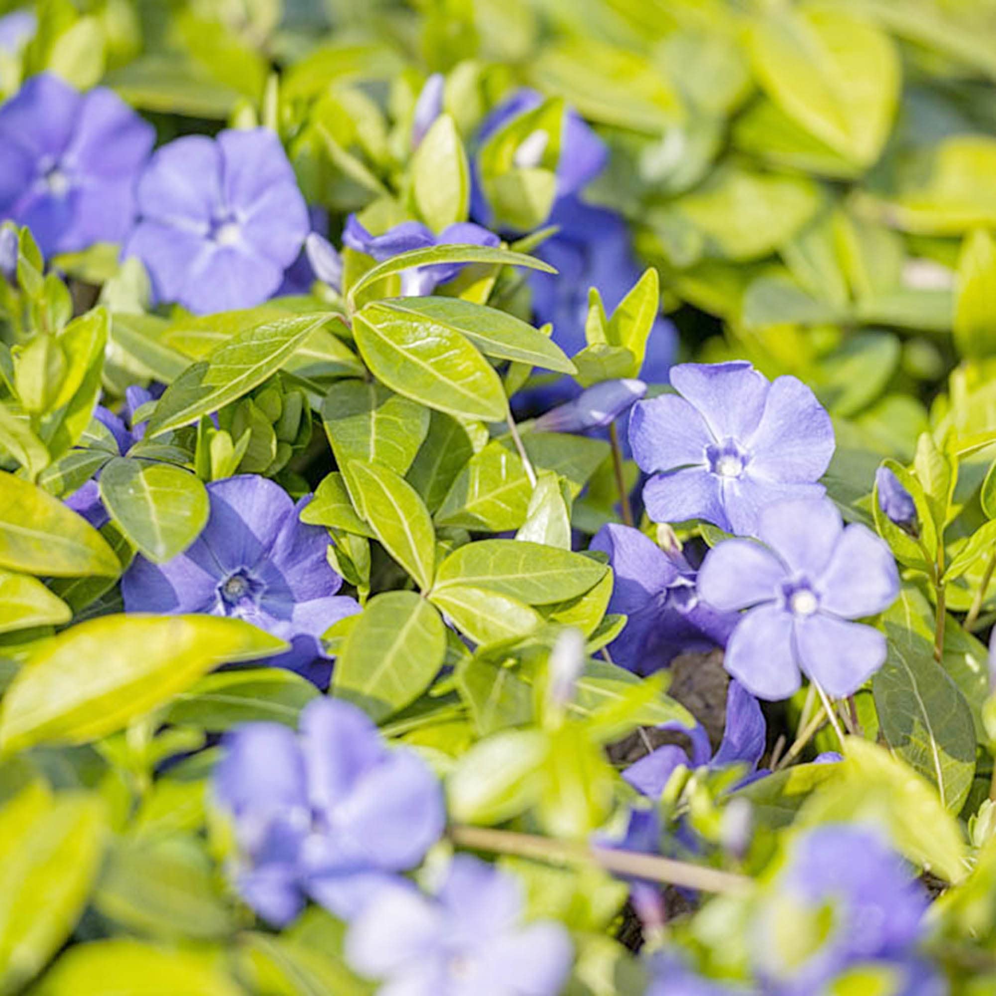 Vinca Sunstorm Purple Seeds – Annual Periwinkle Flowers for Sunny Spots