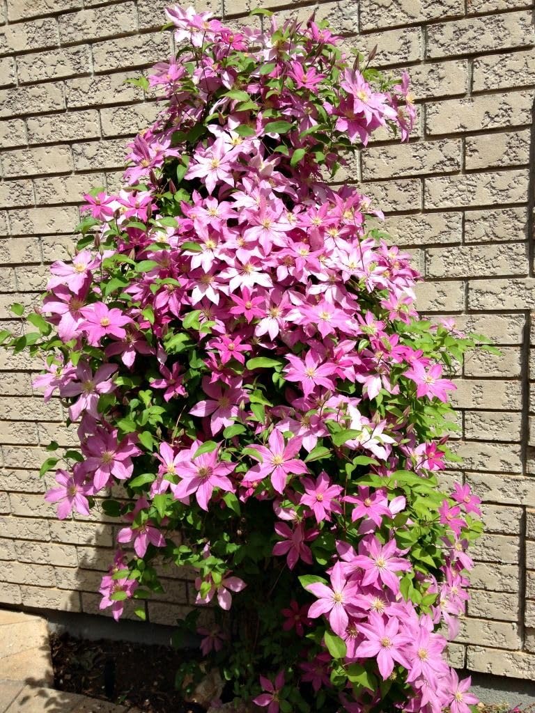 Clematis Baby Pink Flower seeds for Planting - Perfect for Borders, Heirloom & GMO Free Seeds for Home Garden