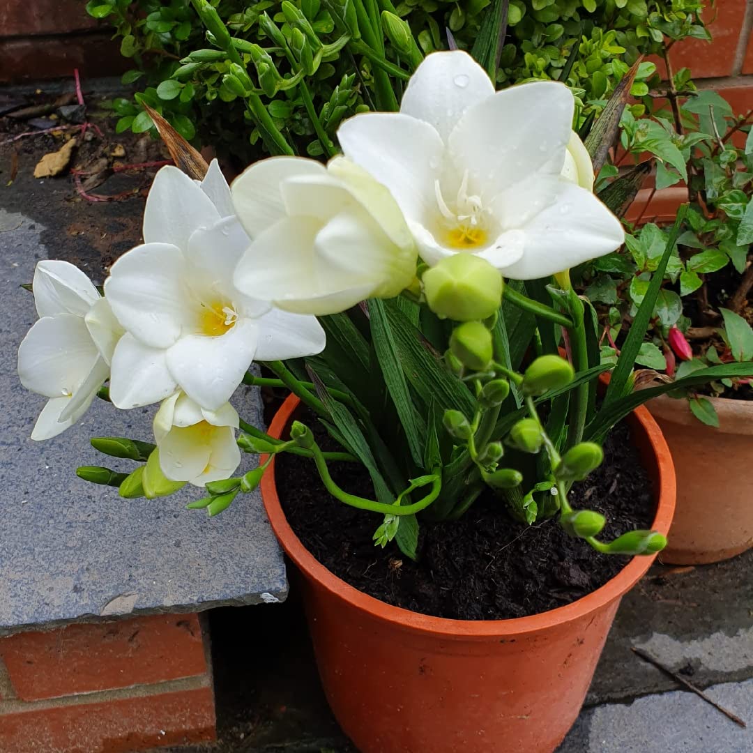 White Freesia Flower Seeds for Planting Hardy Variety Heirloom & GMO Free Seeds for Home Garden
 
 Sale