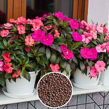 Impatiens Impreza Red Seeds for Planting Bold Shade Garden Flowers