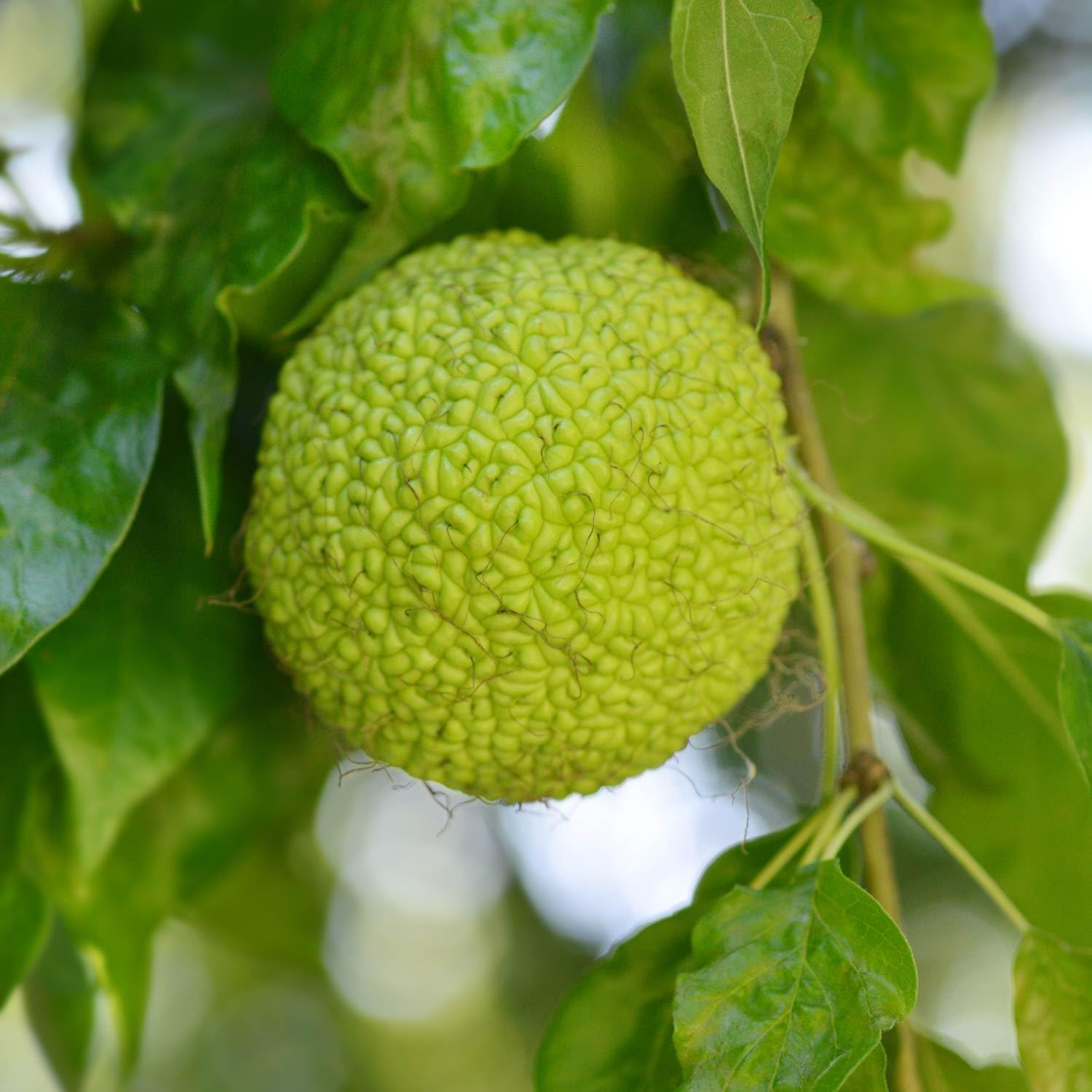 Yellow Maclura Fruit Seeds Planting