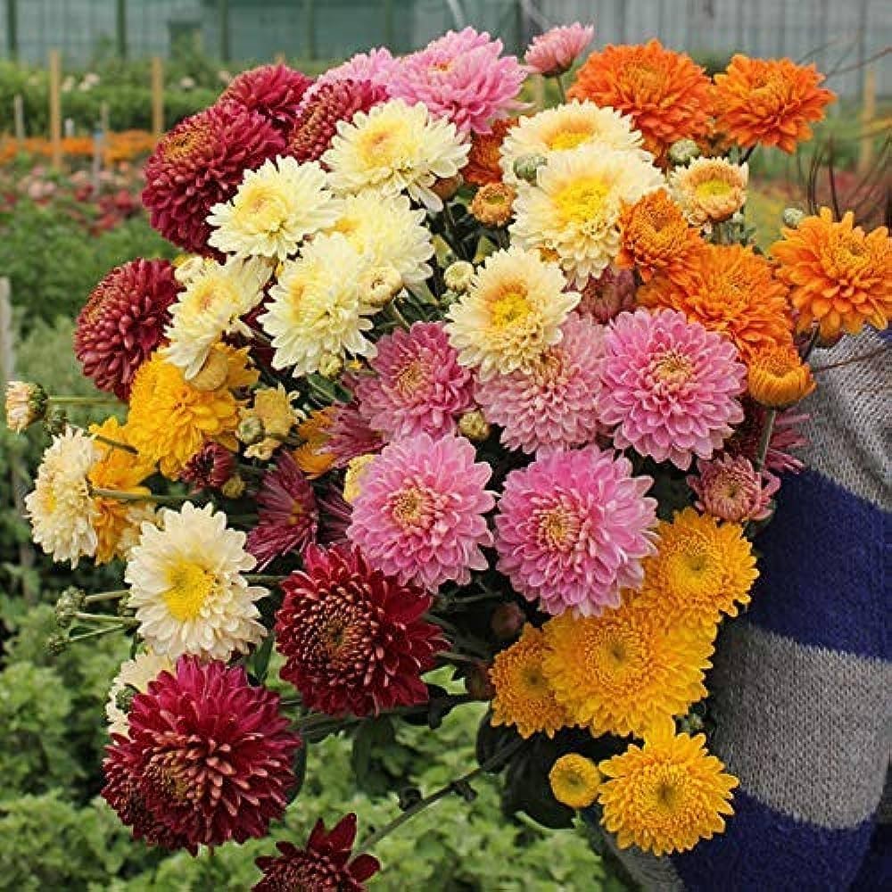 Chrysanthemum Chrysanthemum spp. Seeds for Planting - Perfect for Flower Bed & Urban Garden