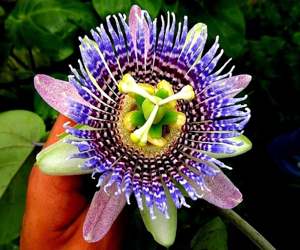 Passionflower Passiflora spp. Seeds for planting in garden