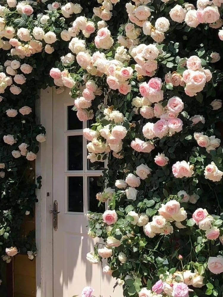 Pink Climbing Perennial Rose Flower Seeds for Planting Low Maintenance Heirloom & GMO Free Seeds for Home Garden
 
 Sale