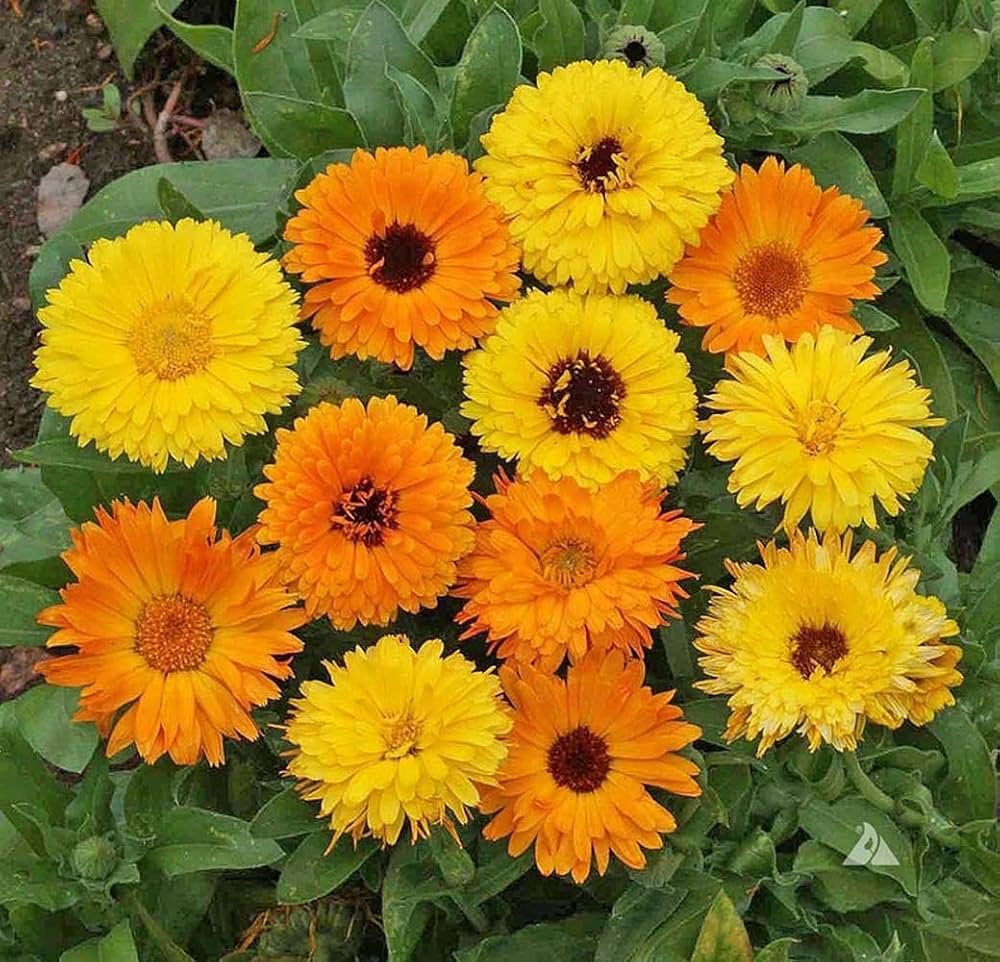 Calendula Seeds for Planting - Perfect for Flower Bed & Vegetable Patch