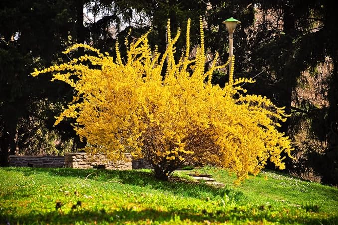 Forsythia Suspensa Weeping Forsythia Yellow Flower Seeds