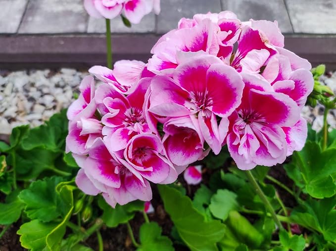 Mixed Geranium Pelargonium spp Flower Seeds for Planting in Flower Bed