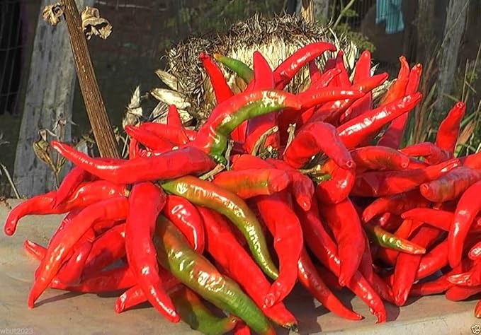 Aji Cacho de Cabra Pepper Capsicum chinense Seeds for Planting in Vegetable Patch & Garden