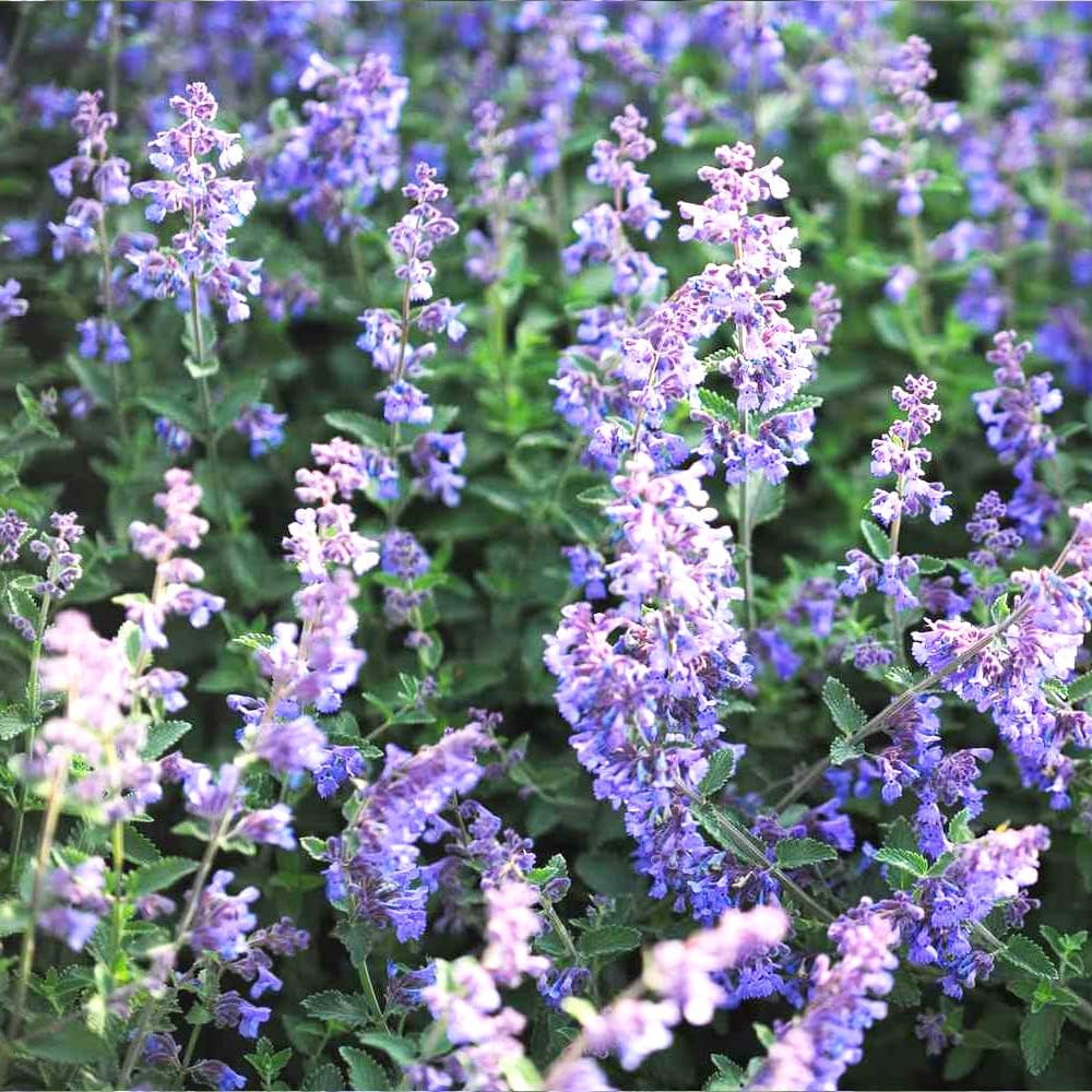 Nepeta Racemosa Flower seeds for Planting - Shade Tolerant, Heirloom & GMO Free Seeds for Home Garden