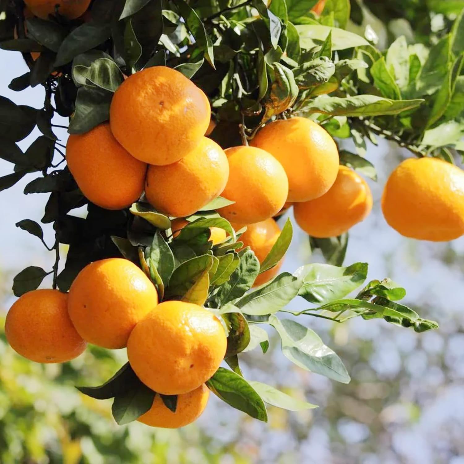 Tangerine Seeds Citrus Reticulata Evergreen Fragrant Juice Sweet Gmo Free Garden Outdoor Indoor