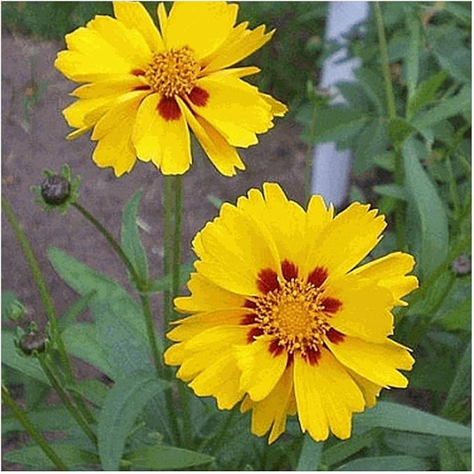 Largeflower Tickseed Wildflower Seeds for Bright, Cheerful Flowers