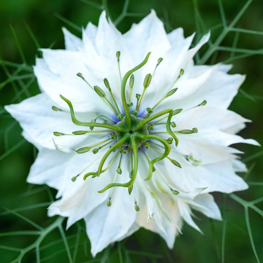 White Love-in-a-Mist Seeds Nigella damascena for Planting in Cottage Garden and Flower Bed