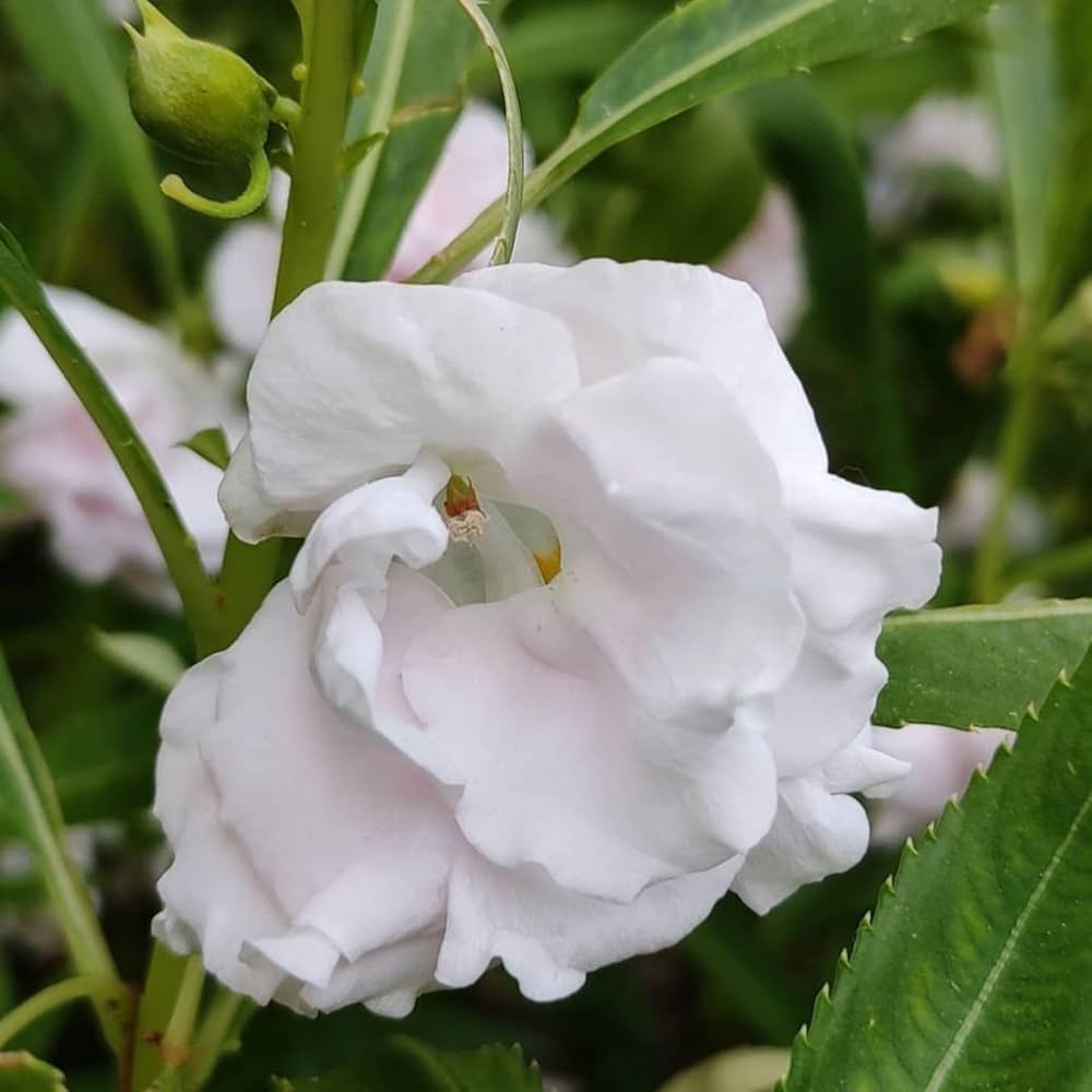 Balsamine Flower seeds for Planting - Drought Tolerant, Heirloom & GMO Free Seeds for Home Garden