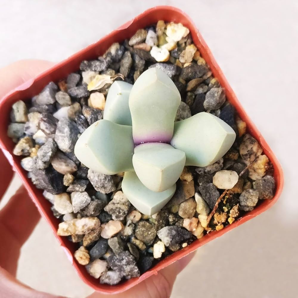 Lapidaria Margaretae Seeds for Planting Lapidaria margaretae for succulent gardens and rock gardens