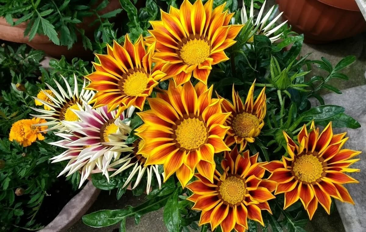 Gazania Flower Gazania rigens Seeds for Planting flower bed vegetable patch