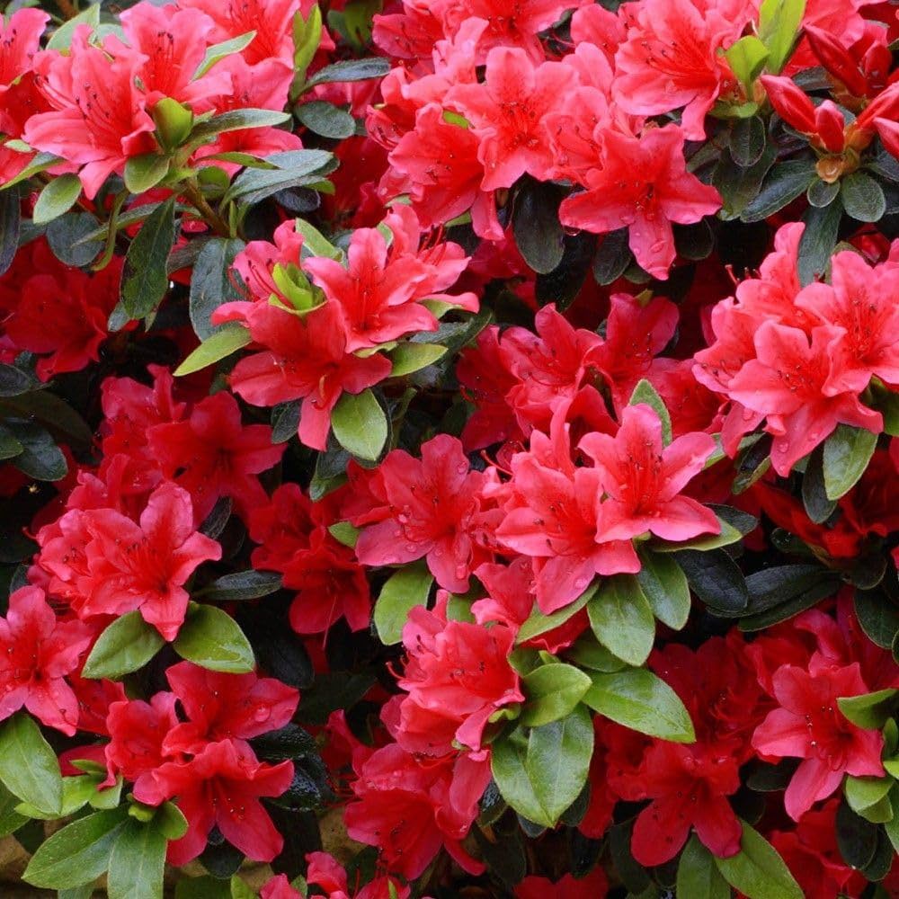 Pink Satsuki Azalea Flower seeds for Planting - Vibrant Colors, Heirloom & GMO Free Seeds for Home Garden