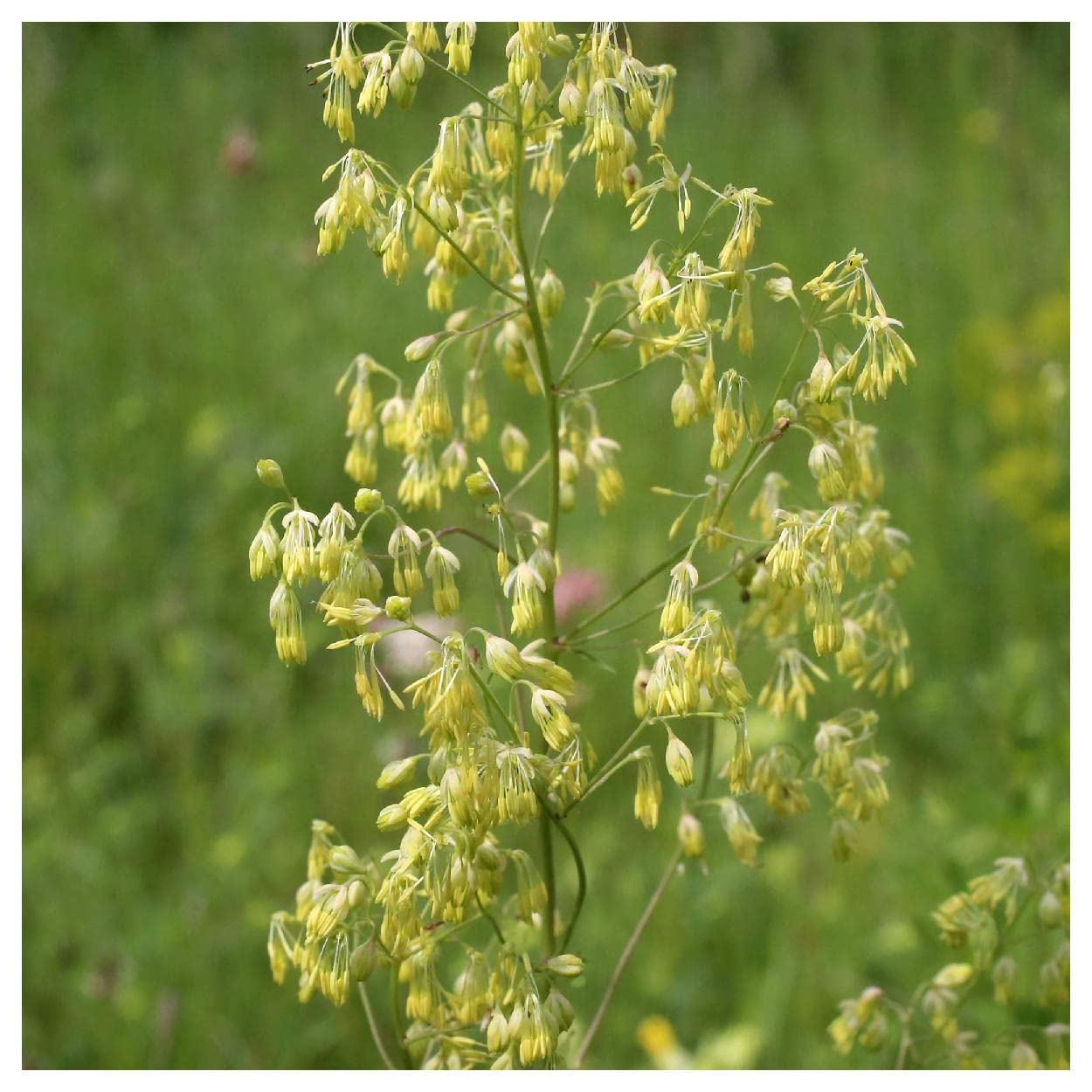 Lila Meadow Rue Thalictrum dioicum Seeds for Planting native wildflower garden