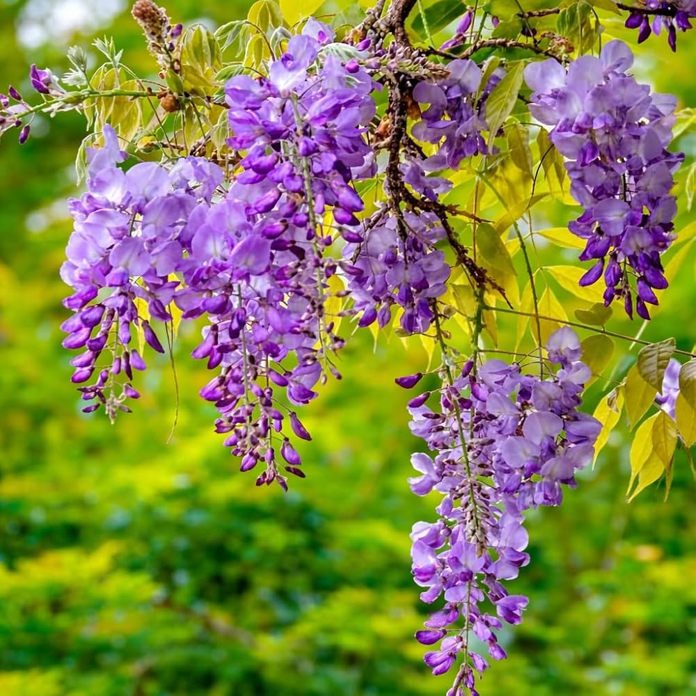 Wisteria Violet Flower Seeds for Planting  Seed for Beautifully Cascading Blooms in Your Garden - Evergrowseeds