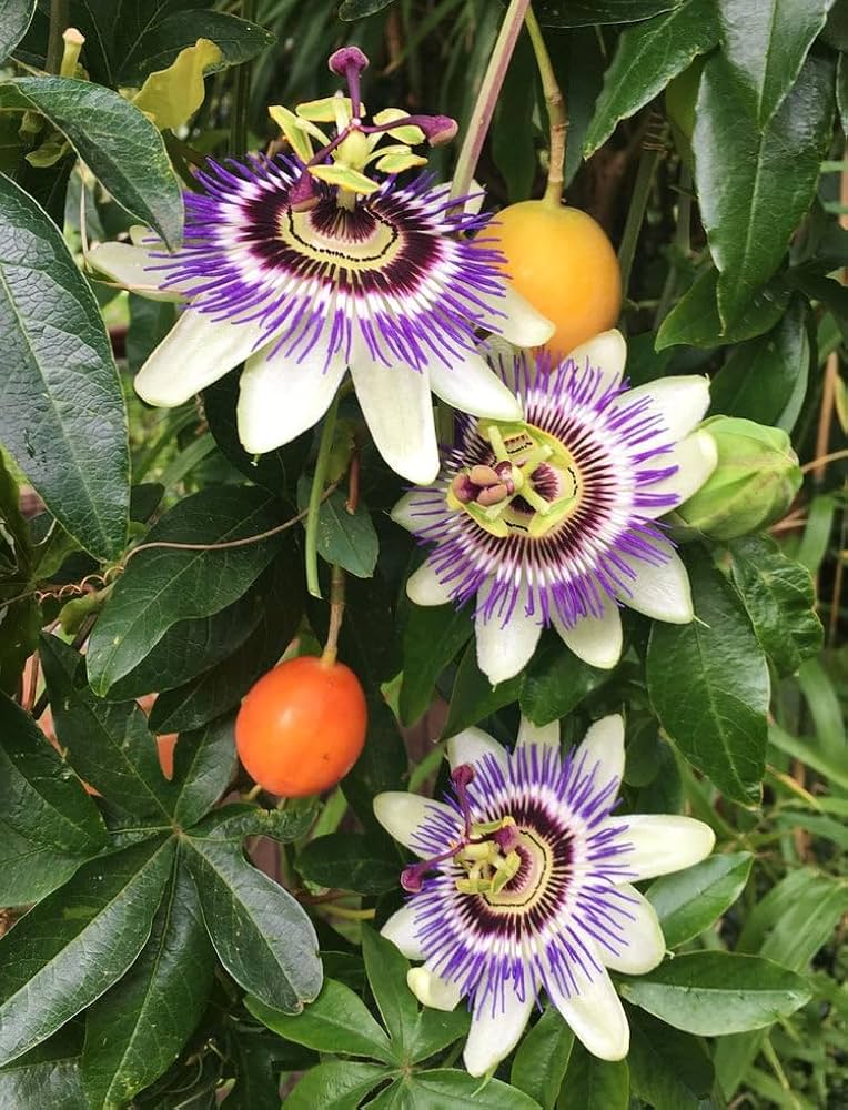 Purple Passiflora Flower seeds for Planting - Cut Flower Favorite, Heirloom & GMO Free Seeds for Home Garden