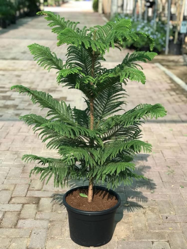 Green Araucaria Flower seeds for Planting - Colorful Display, Heirloom & GMO Free Seeds for Home Garden