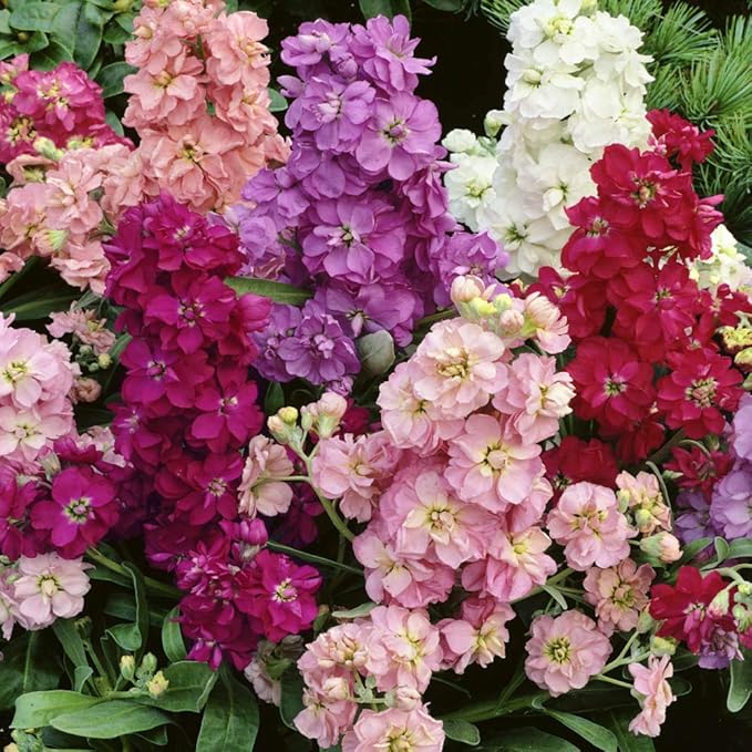 Sera Stock Matthiola Hot Cakes Flower Seeds Mix for Colorful, Fragrant Blooms