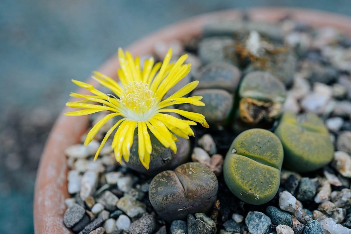 Living Stone Succulent Flower seeds for Planting - Vibrant Colors, Heirloom & GMO Free Seeds for Home Garden
 
 Sale for planting in home garden.