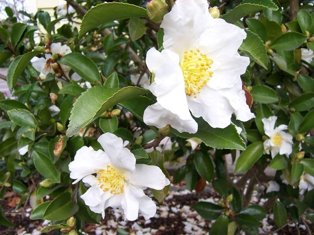 Green Camellia Sinensis Flower seeds for Planting - Fragrant Blossoms, Heirloom & GMO Free Seeds for Home Garden