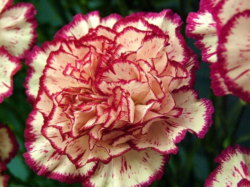 Garofano Orange Dianthus Caryophyllus Seeds for Planting flower bed