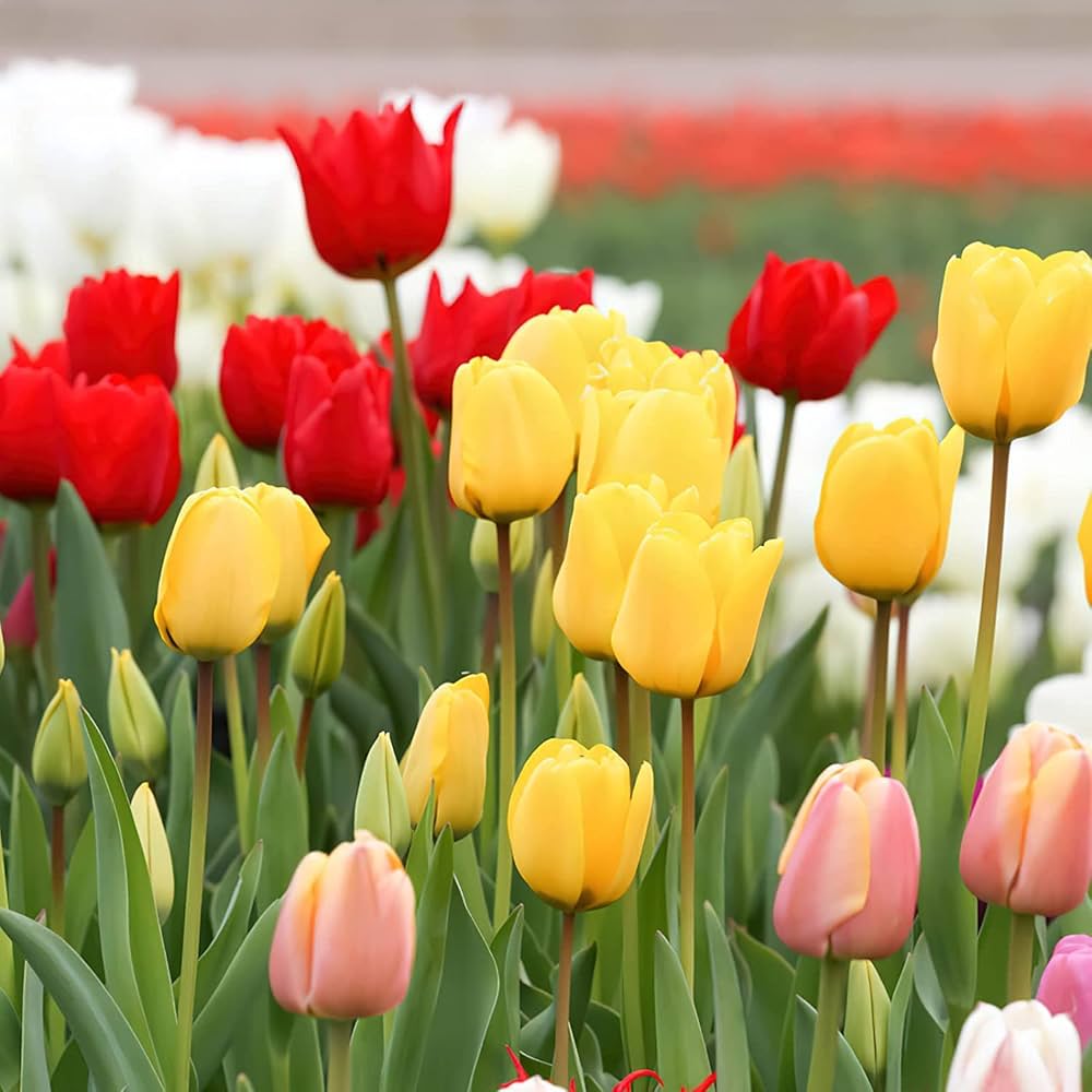 Rainbow Tulip Flower seeds for Planting Premium Quality Heirloom & GMO Free Seeds for Home Garden