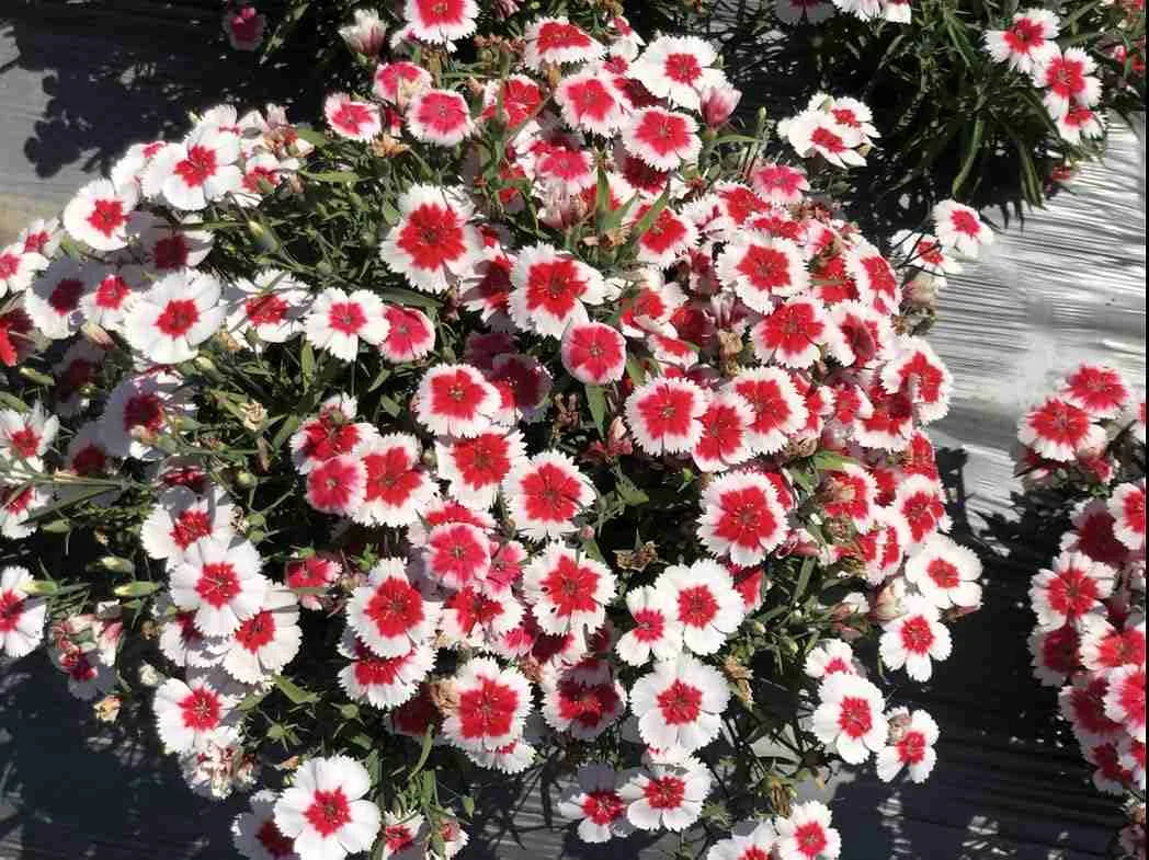 Dianthus Red White Flower seeds for Planting - Cottage Garden Essential, Heirloom & GMO Free Seeds for Home Garden