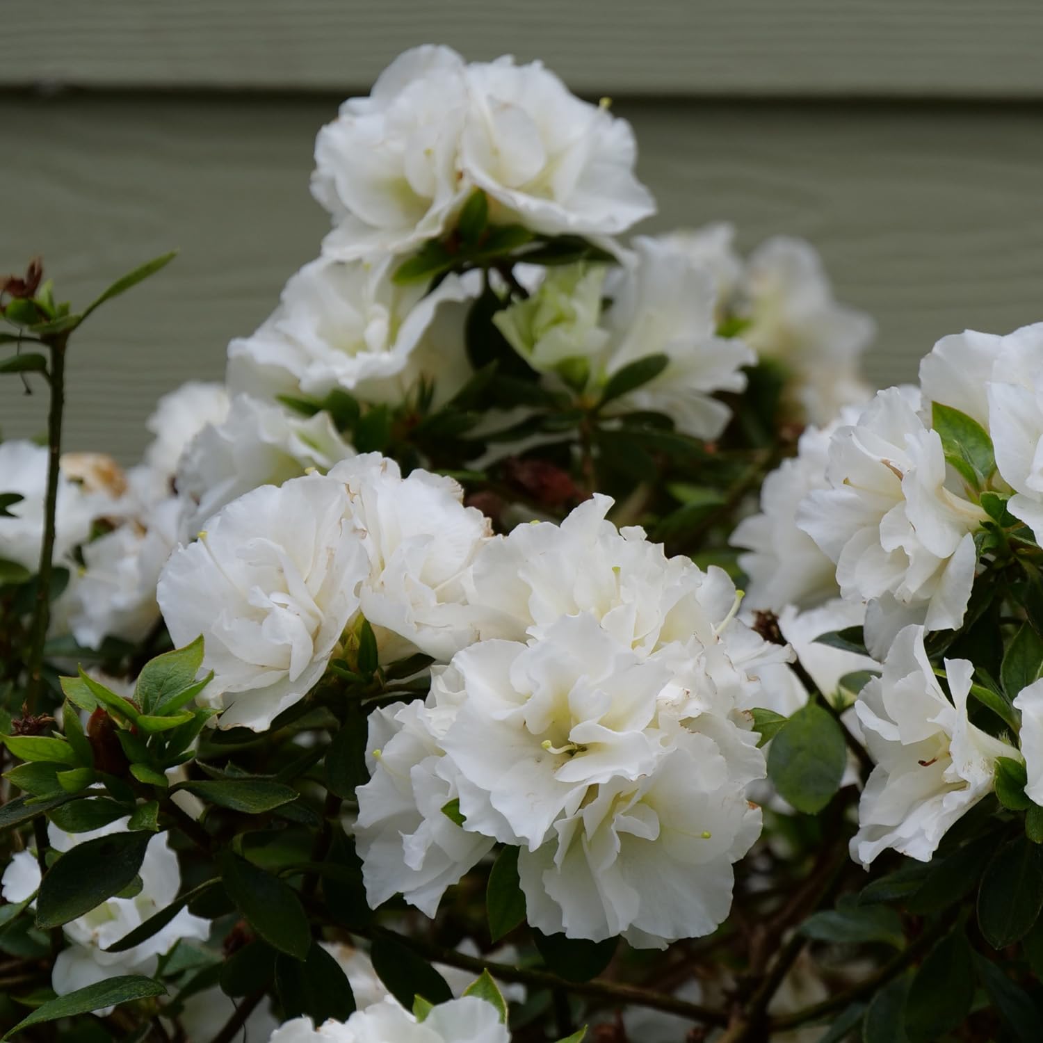 White Azalea Tree Seed for Plantings for Planting for Beautiful Garden Planting - Seed for Plantings for Planting for St
