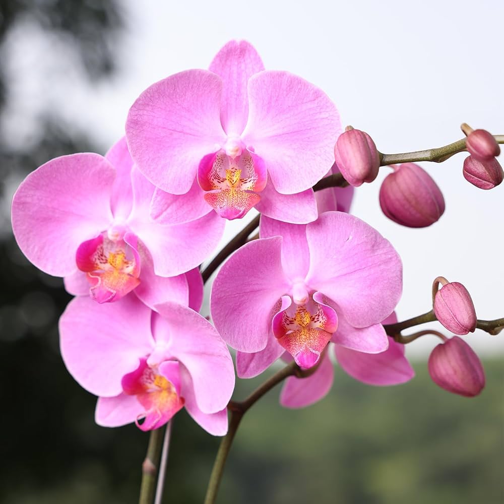 Pink Hydroponic Orchid Flower seeds for Planting - Seasonal Bloomer, Heirloom & GMO Free Seeds for Home Garden